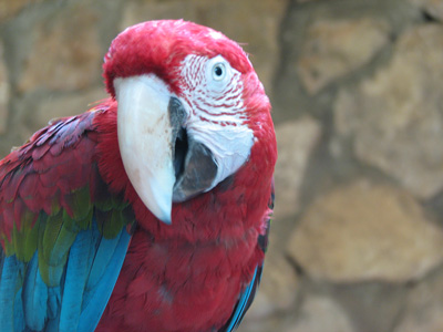 Macaw peering